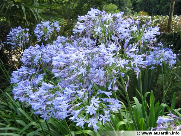 Un massif d'agapanthes bleues