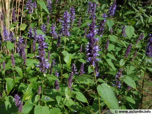 Agastache fenouil, Grande hysope, Hysope anisée, Agastache foeniculum