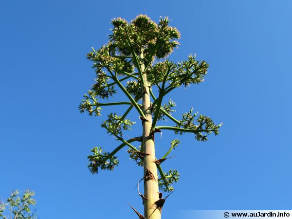 Spectaculaire hampe florale d'un agave d'Amérique qui marque sa fin de vie prochaine