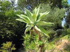 Agave  cou de cygne, Agave attenuata