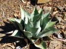 Agave parassana