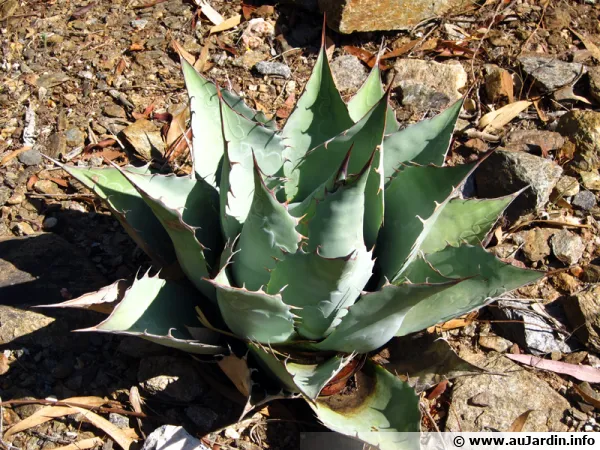 Agave parassana