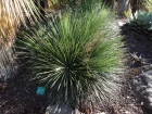 Agave  feuilles troites, Agave striata