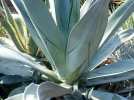 Agave vernae