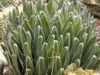 Agave de la Reine Victoria, Agave Victoria Reginae