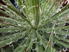 Agave de Lopold, Agave x leopoldii