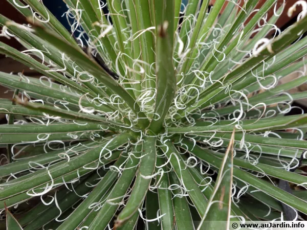 Agave de Léopold, Agave x leopoldii