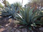 Gare aux agaves