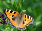 Les orties et les papillons