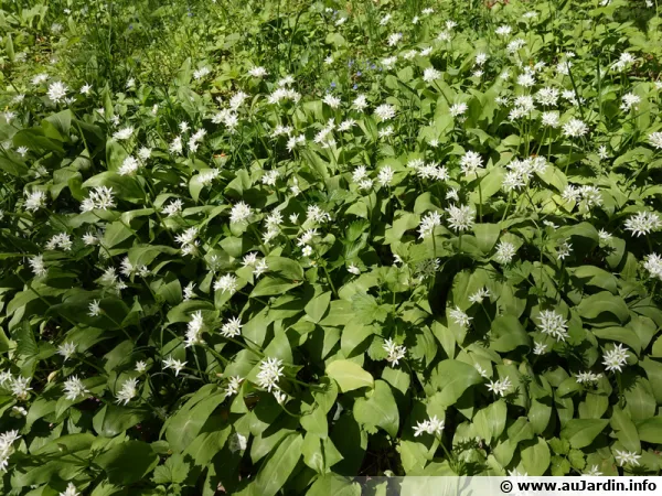 L'ail des ours, un ail sauvage de sous-bois à récolter en fin d'hiver, début de printemps