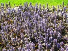 Bugle rampante, Petite consoude, Ajuga reptans