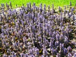 Ajuga reptans 'Purpurea'