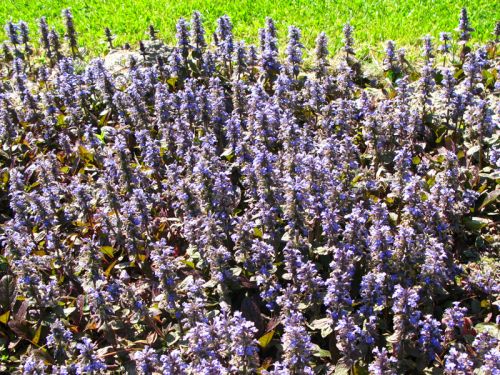 ajuga reptans var pupurea 500x375