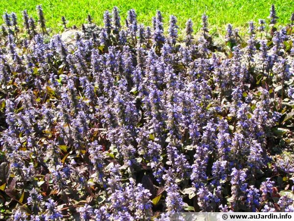 Ajuga reptans 'Purpurea'