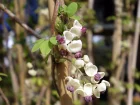 Akbie  5 feuilles, Liane chocolat, Akebia quinata