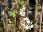 Akebia quinata 'Cream Form'