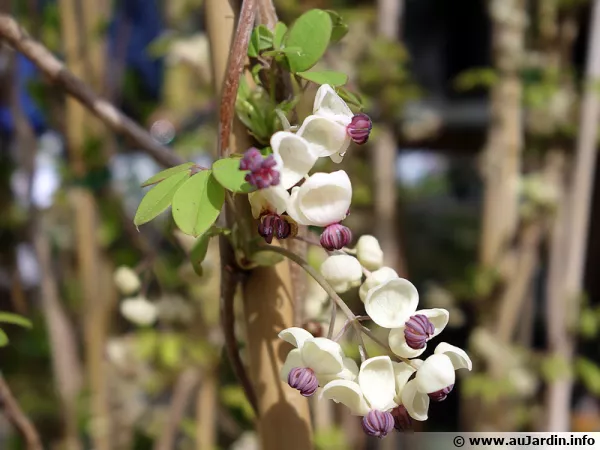 Akébie à 5 feuilles, Liane chocolat, Akebia quinata