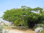 Arbre de soie, Albizia julibrissin
