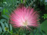 La fleur de l'Arbre de soie, Albizia julibrissin
