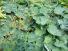 Alch�mille mollis, Manteau de notre dame, Alchemilla mollis