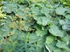 Alchmille mollis, Manteau de notre dame, Alchemilla mollis