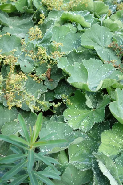Alchmille mollis, Manteau de notre dame, Alchemilla mollis : planter,  cultiver, multiplier