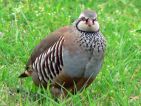 Perdrix rouge, Alectoris rufa