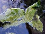 Lutter contre les algues vertes au bassin