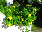 Allamanda jaune, Liane � lait, Trompette d'or, Allamanda cathartica