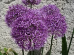 Ail d'ornement, Ail d'Aflatun, Allium aflatunense