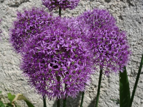 Plantes fleuries vivaces 12x Allium caeruleumFantasia Bulbes dail dornement /Ø 10-12 cm
