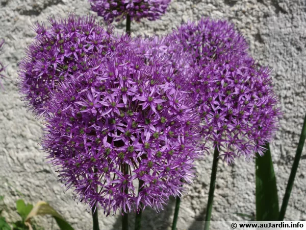 Ail d'ornement, Ail d'Aflatun, Allium aflatunense