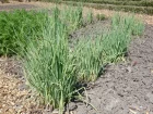 Poireau perptuel, Poireau vivace, Allium ampeloprasum