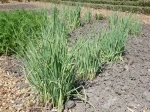 Poireau perp�tuel, Poireau vivace, Allium ampeloprasum