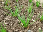 Echalote, Allium ascalonicum