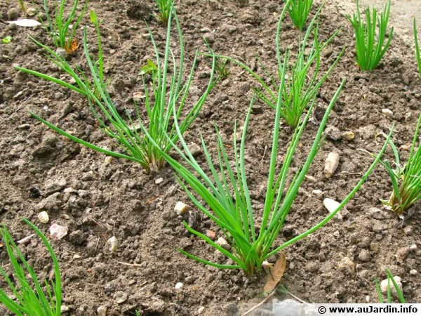 Echalotte, Allium ascalonicum