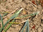 Oignon, Allium cepa