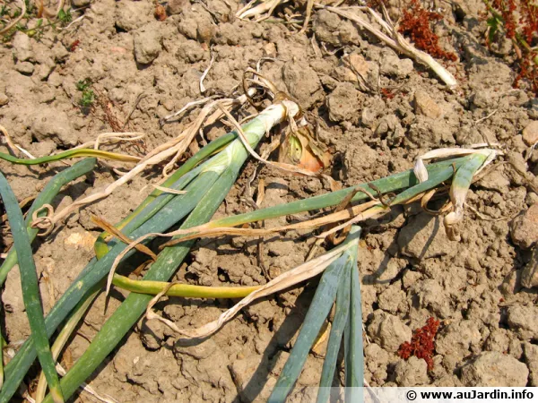 Oignon, Allium cepa