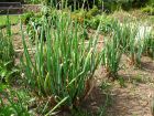 Oignon rocambole, Oignon de Catawissa, Allium cepa var. Proliferum