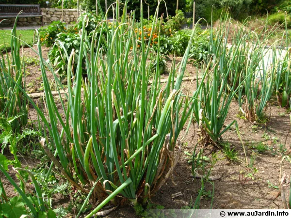 L'oignon rocambole, une vivace du potager