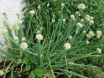 Ciboule, Ail fistuleux, Allium fistulosum