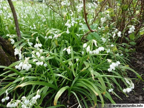 Ail paradoxal, Allium paradoxum
