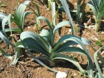 Poireau, Allium porrum