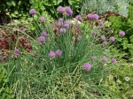 Ciboulette, Allium schoenoprasum