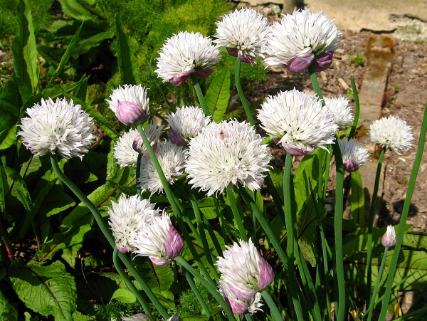 La ciboulette, Allium schoenoprasum 'Forecaste' aux fleurs roses pourpres