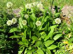 Ail serpentin, Ail de cerf, Ail de la Sainte-Victoire, Allium victorialis Ail serpentin, Ail de cerf, Ail de la Sainte-Victoire, Allium victorialis