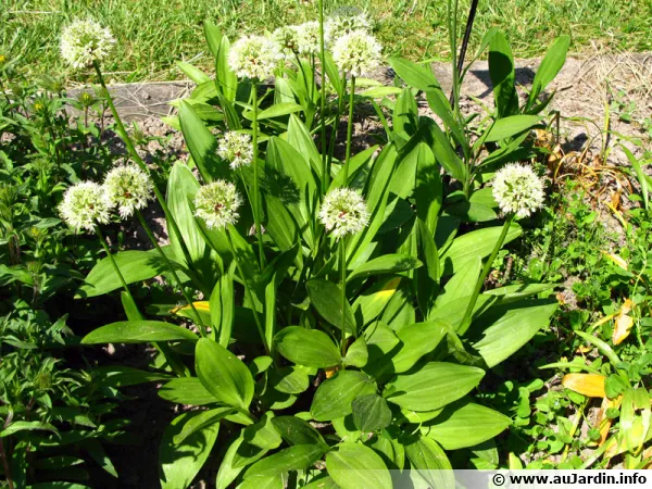 Ail serpentin, Ail de cerf, Ail de la Sainte-Victoire, Allium victorialis