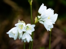 Ail du Liban, Allium zebdanense