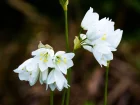 Ail du Liban, Allium zebdanense