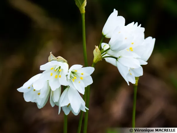 Ail du Liban, Allium zebdanense